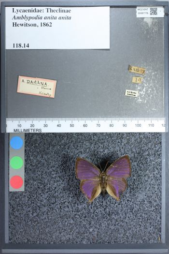 Media type: image;   Entomology 67776